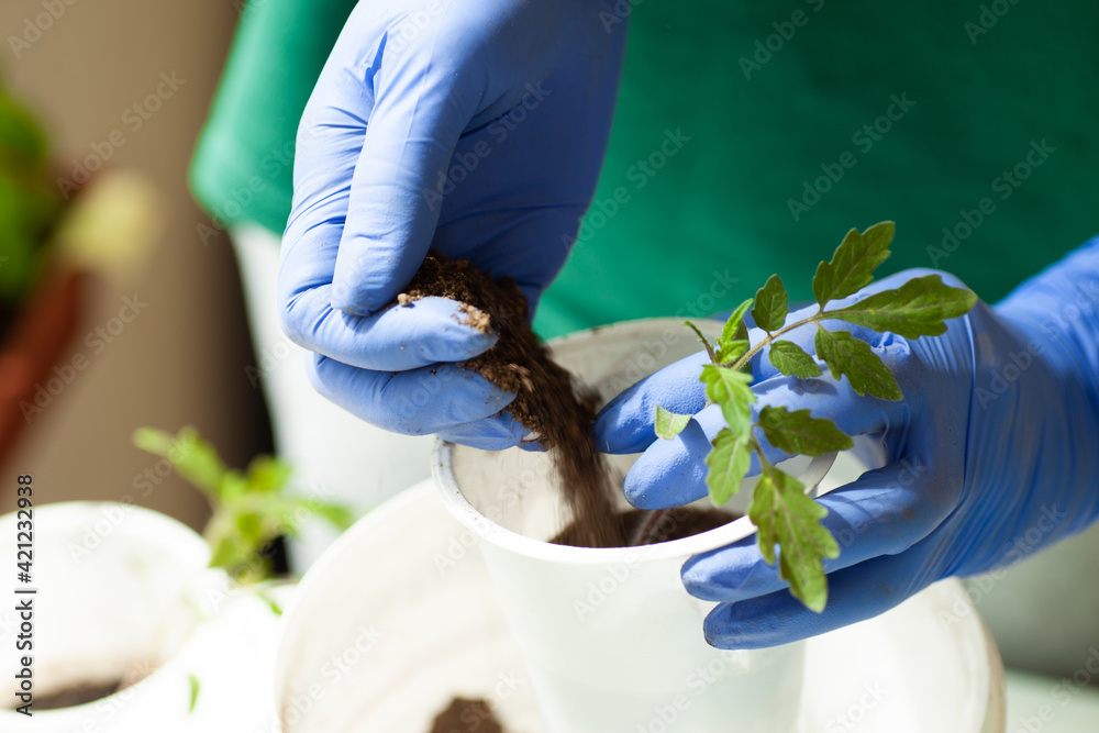 Woman holds tomato seedlings in her hands