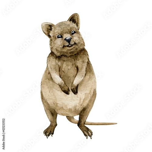 Quokka watercolor illustration. Native Australia funny animal. Quokka smiling endemic australian mammal. On white background. Hand drawn sketch.