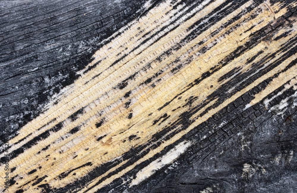 Yellow fibers on a blackened aspen board Yellow fibers on a blackened aspen board