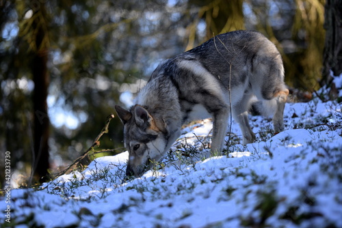 Tschechischer Wolfshund im Wald
