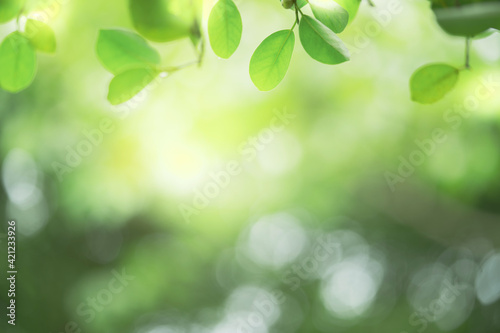 Fototapeta Naklejka Na Ścianę i Meble -  Closeup beautiful view of nature green leaf on greenery blurred background with sunlight and copy space. It is use for natural ecology summer background and fresh wallpaper concept.