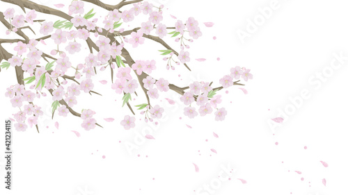 桜のイラスト/白背景【ベクター】