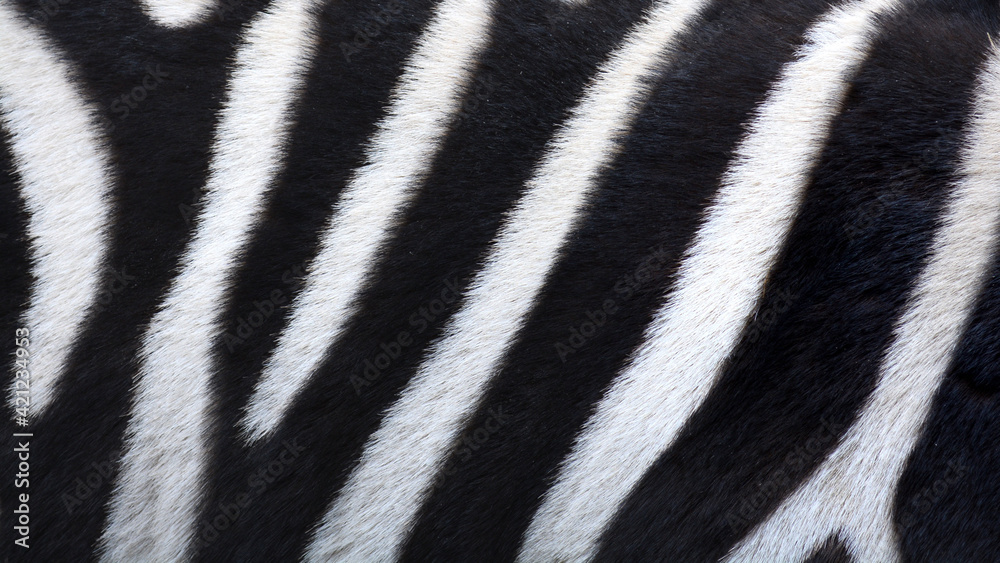 real photo e of a zebra's skin in the zoo of Budapest real photo e of a zebra's skin in the zoo of Budapest