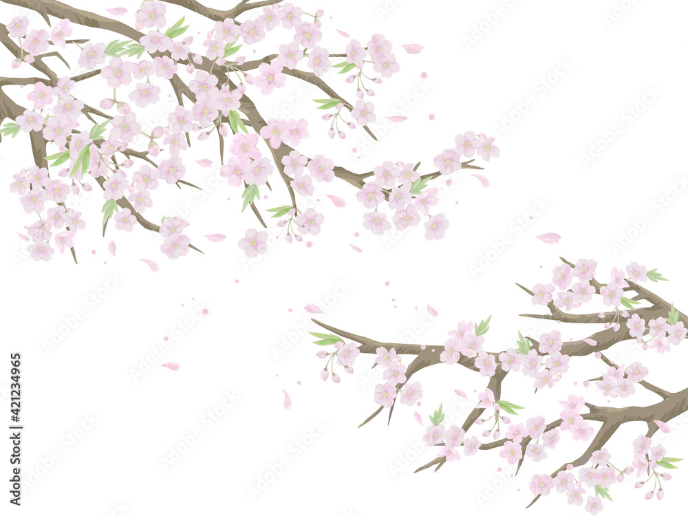 Fototapeta premium 桜のイラスト/白背景【ベクター】