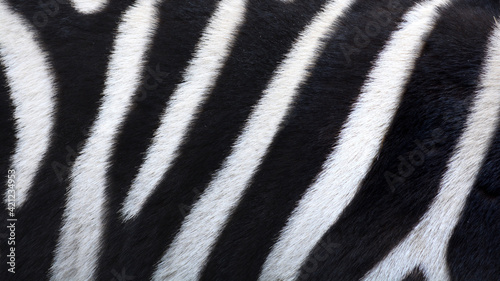 real photo e of a zebra's skin in the zoo of Budapest