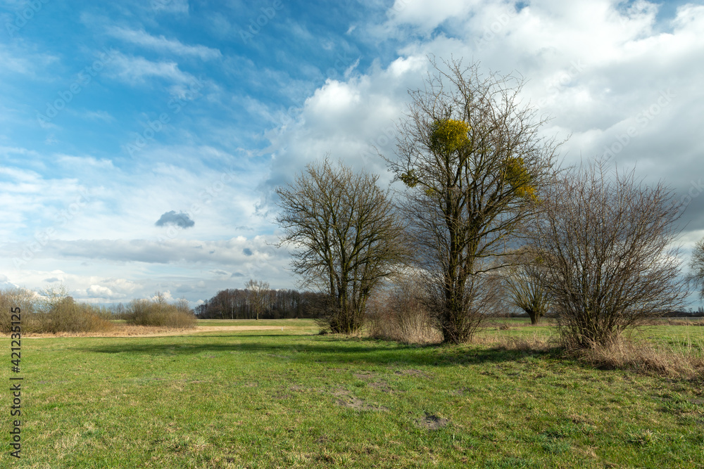 Spring bushes growing in the meadow and clouds against the blue sky Spring bushes growing in the meadow and clouds against the blue sky