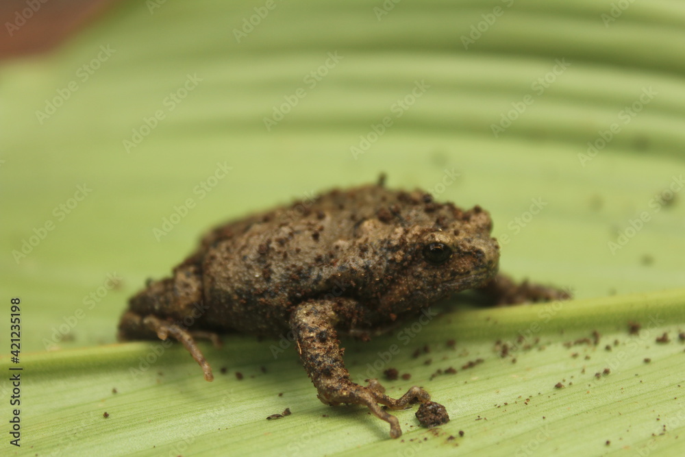 Obraz premium Brown bullfrog(Kaloula baleata)on the leave