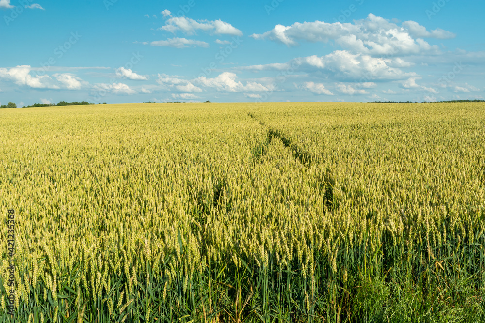 A large field of grain, the horizon and the sky