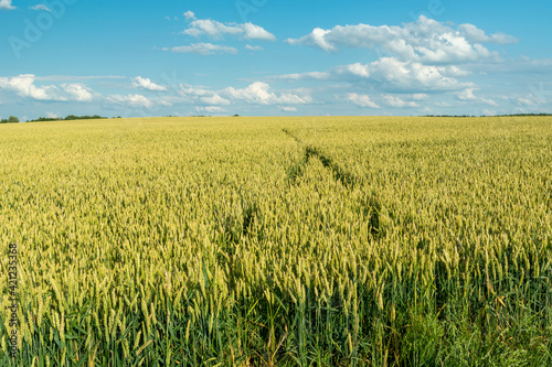 A large field of grain, the horizon and the sky