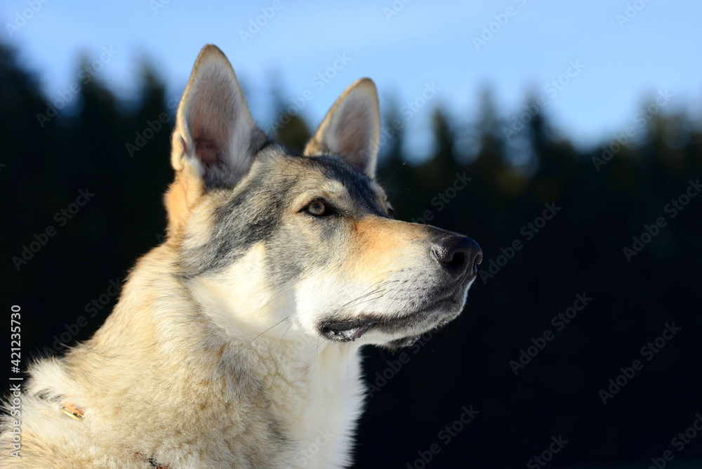 Fototapeta premium Tschechischer Wolfshund im winterlichen Wald
