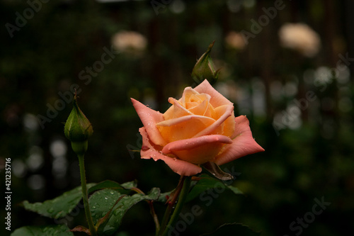 single red rose