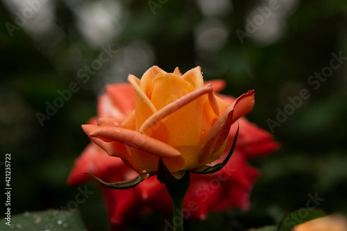 red rose in the morning