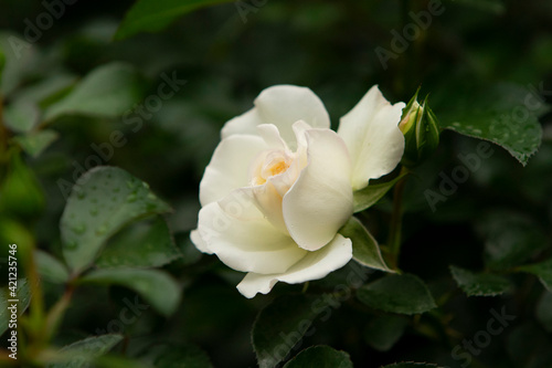 yellow rose in the garden