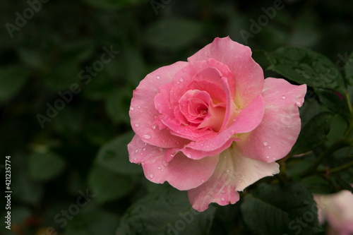 pink rose in garden