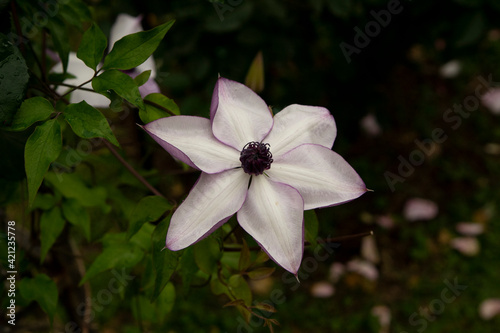 pink and white