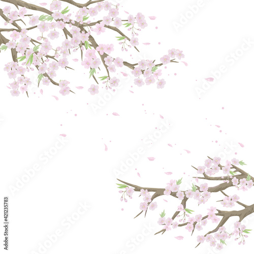 桜のイラスト/白背景【ベクター】