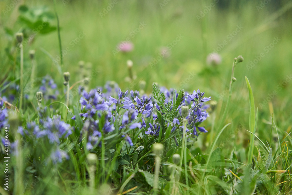 Almwiese im Sommer Almwiese im Sommer