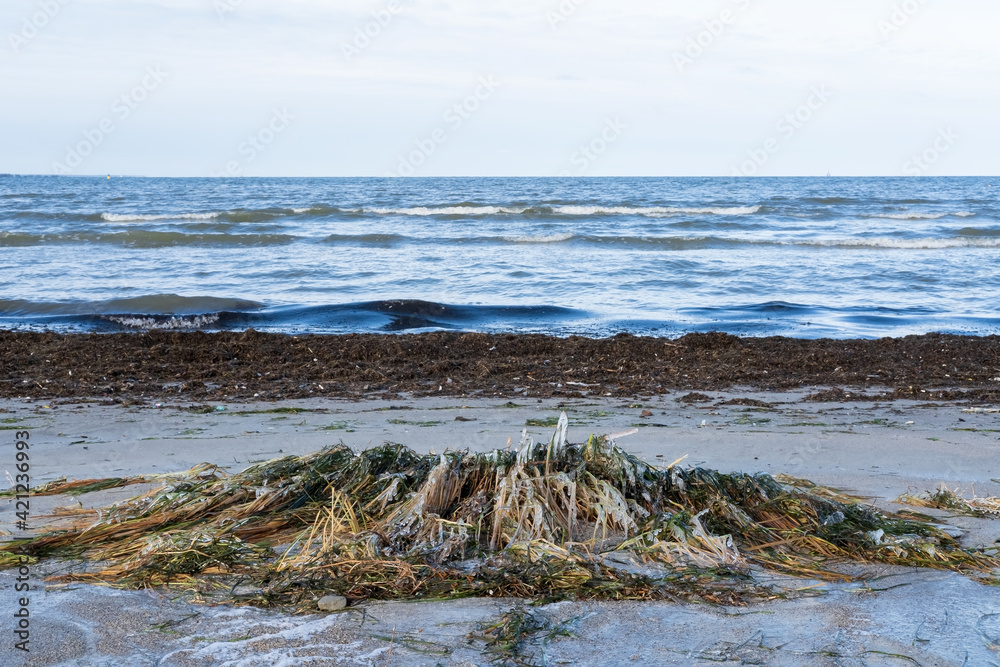 Sandy beach with a compartment of frozen grass and ice, against the backdrop of the sea and blue sky. Beautiful landscape. Sandy beach with a compartment of frozen grass and ice, against the backdrop of the sea and blue sky. Beautiful landscape.