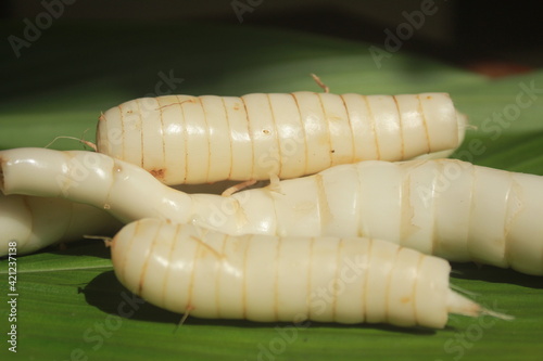 Photos arrowroot (Maranta arundinacea)on green leaves