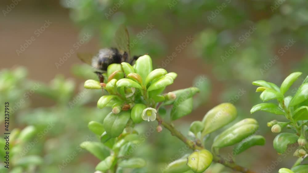 Bumblebee collects nectar from a flower in slow motion 180fps
Bumblebee collects nectar from a flower in slow motion 180fps