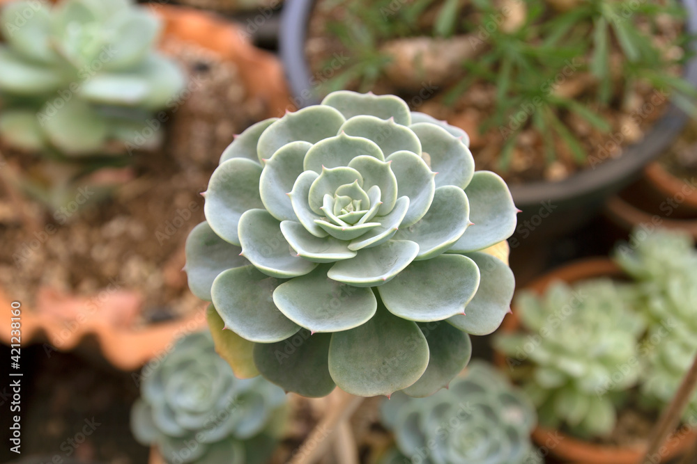 echeveria lilacina in flowerpot at coffee shop echeveria lilacina in flowerpot at coffee shop