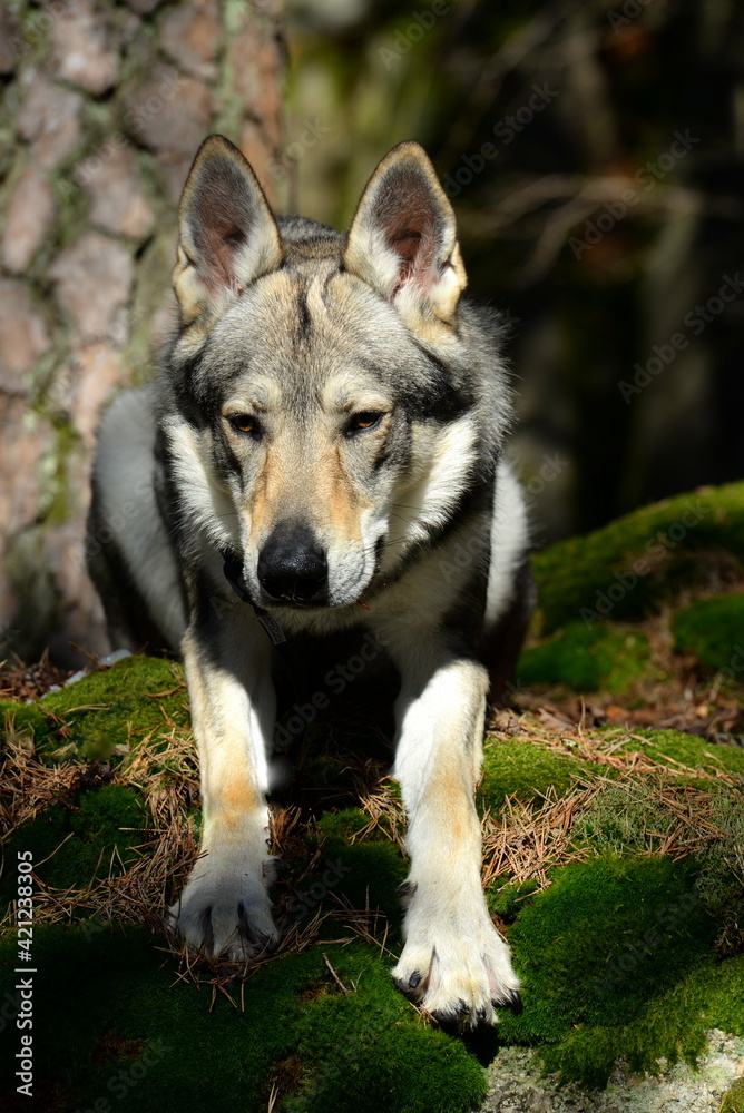 Tschechischer Wolfshund im winterlichen Wald