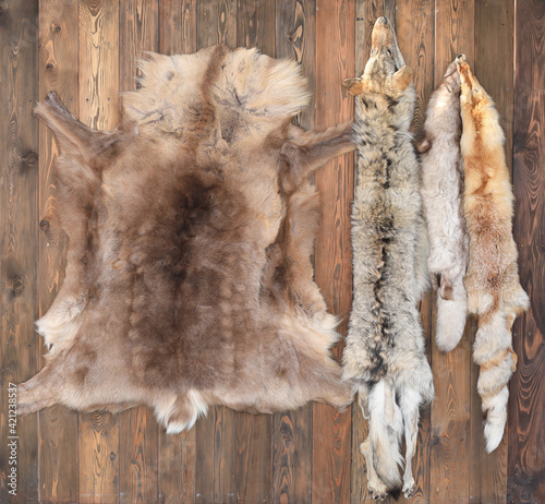 skin of wild animals on wooden background