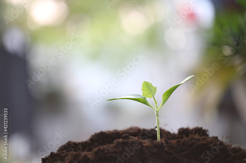 Young small sapling plant growing