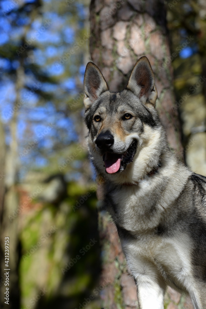 Tschechischer Wolfshund im winterlichen Wald