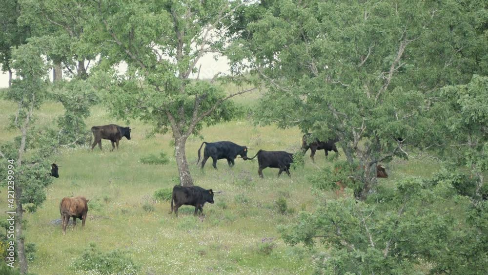 Herd of young spanish fighting bulls moving through mountain pastures. Herd of young spanish fighting bulls moving through mountain pastures.