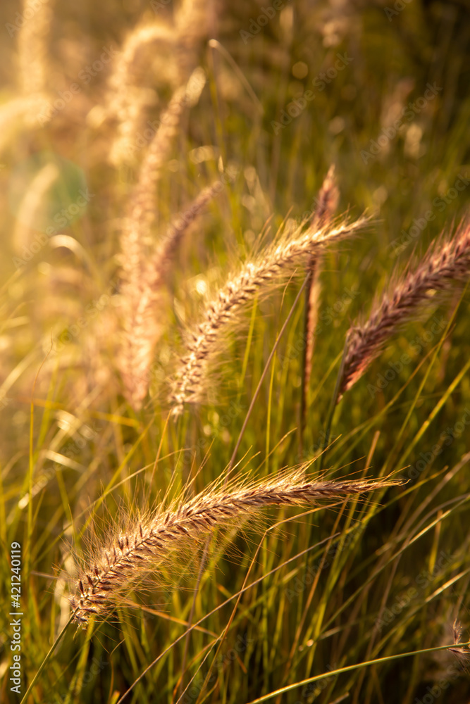yellow floral background of wild wheat cereals, view in bright summer season time yellow floral background of wild wheat cereals, view in bright summer season time