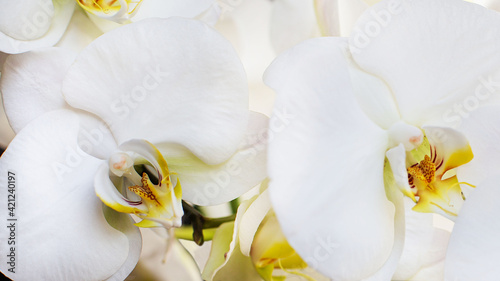 storczyk, orchidea photo