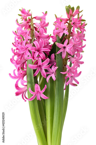 Hyacinth with pink flowers and leaves isolated on white background. First spring fragrant flowering plant.