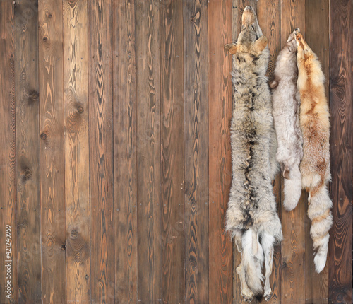 fox skin on wooden background