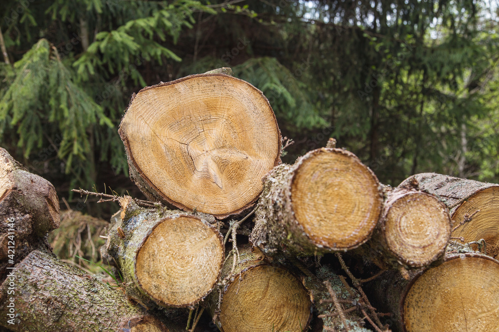 Stack of freshly cut trees in a forest