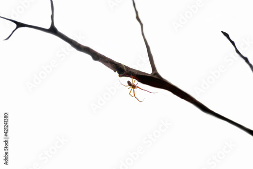 spider on branch, nacka, sweden,