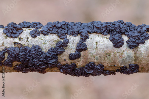 Exidia nigricans (Witches' butter) is a jelly fungus in the family Auriculariaceae. Exidia fungi (Witches butter) is jelly fungus in family Auriculariaceae. Wood-rotting species. photo