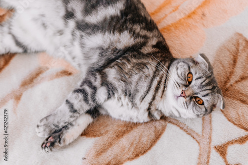 Scottish fold kitten lies on the bed