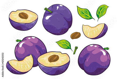 Group of fruit cut plums, plum seed and leaves. Isolated on white background. Plum illustration, hand draw cartoon vector. Colorful fruits.