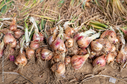 Harvested red onion piled in the ground.