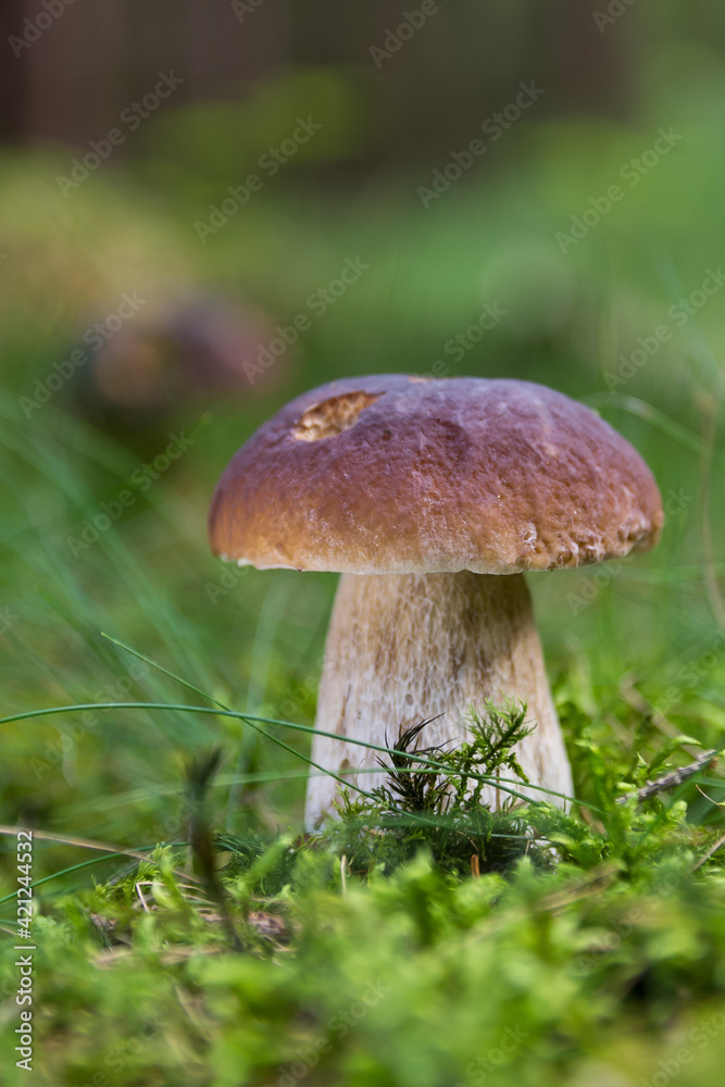 boletus edulis in the forest boletus edulis in the forest