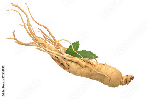 Ginseng stock photo