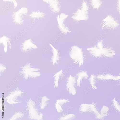 Flying white feathers for Easter celebration on the pastel violet background. Creative holiday minimal concept. photo
