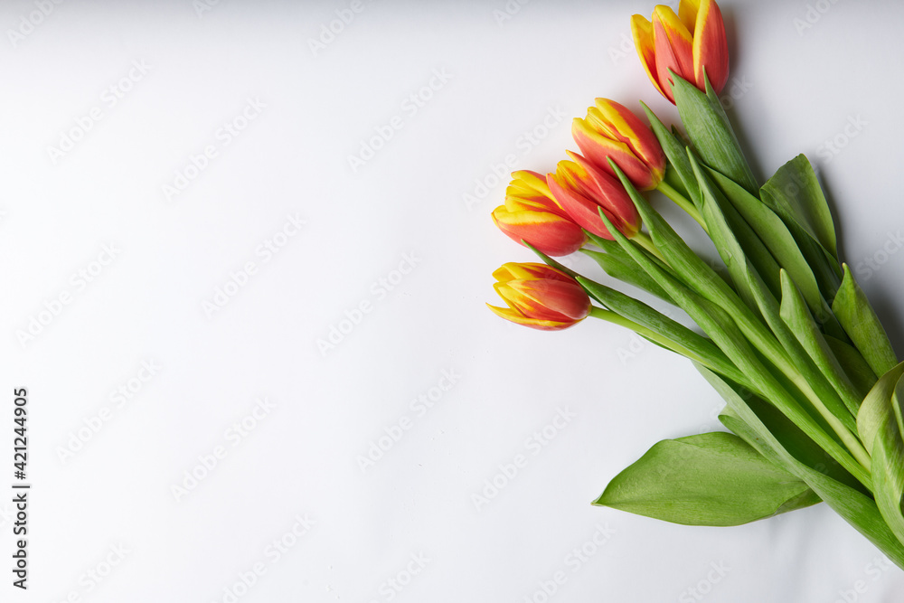 five yellow-red tulips on a white background