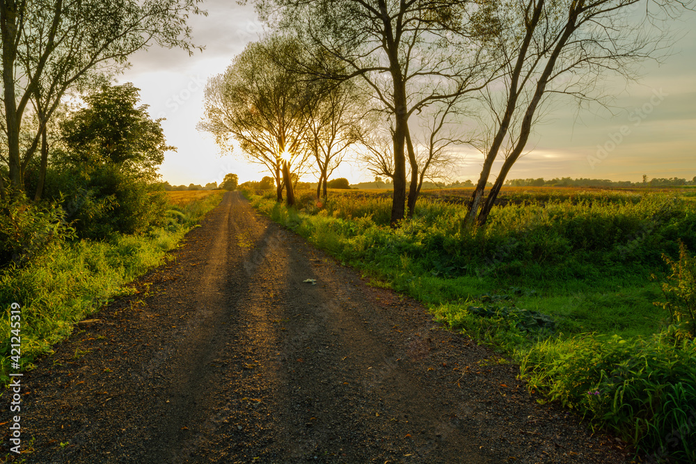 Gravel road through meadow, trees and sunset
