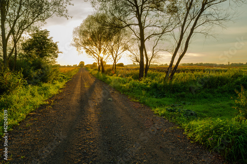 Gravel road through meadow, trees and sunset