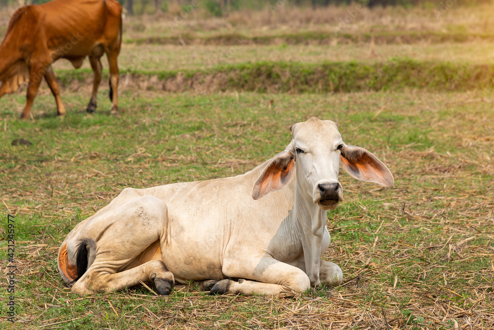  Young cows lays on the grass in a pasture.