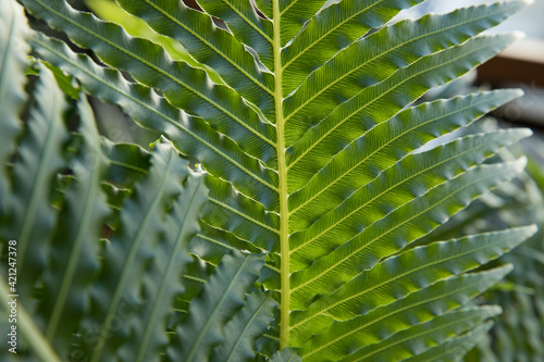 Leaves background. Closeup view of Blechnum gibbum, also known as miniature tree fern, beautiful green frond and leaflets texture and pattern. photo