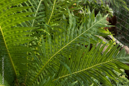 Leaves background. Closeup view of Blechnum gibbum, also known as miniature tree fern, beautiful green frond and leaflets texture and pattern, growing in the urban garden. 