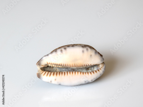Isolated seashell closeup on a white background